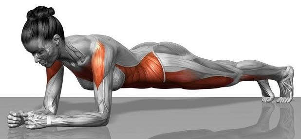 The plank exercise: The correct plank position