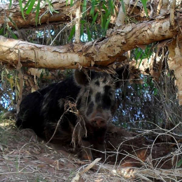 Real picture of the pig after some campers found him under the tree